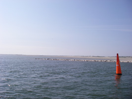 Zeehonden op de kop van Baltrum