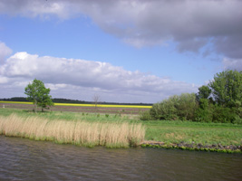 Koolzaad langs het kanaal